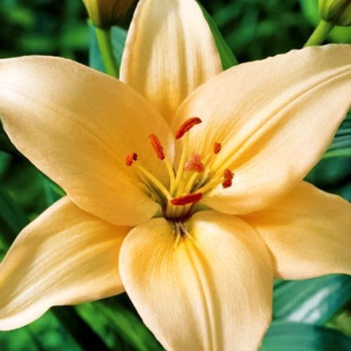 ������ ������ ����� ��-������ ������� �������   ����