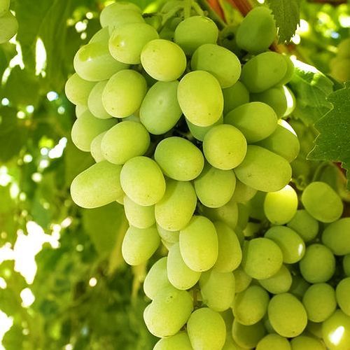 ������ ������ �������� ������ �������   ����