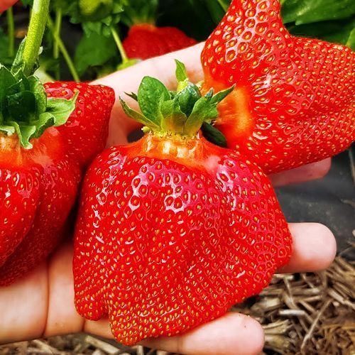 ������ ������ ��������� ������������� ����� ��������   ����