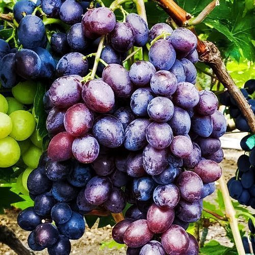 ������ ������ �������� ������ ����������   ����