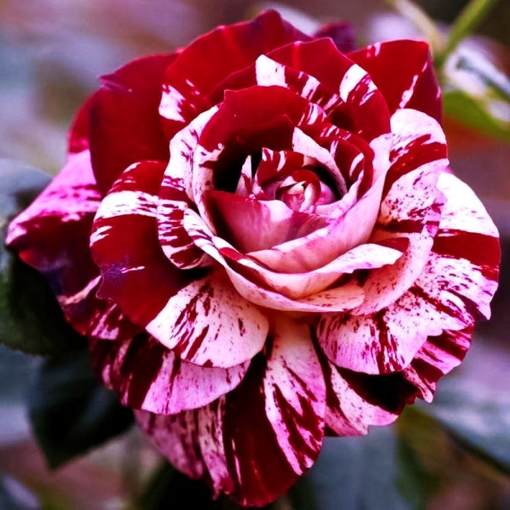 ������ ������ ���� ���������� ��� �������   ����