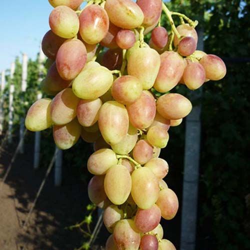 ������ ������ �������� ������� ����   ����