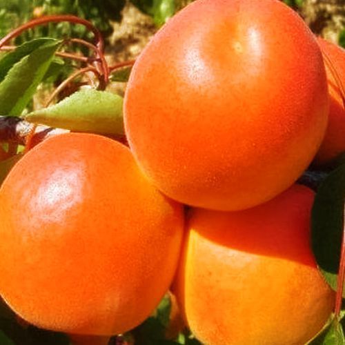 ������ ������ ������� �����   ����