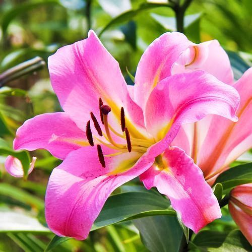 ������ ������ ����� ��-������ ������ �������   ����