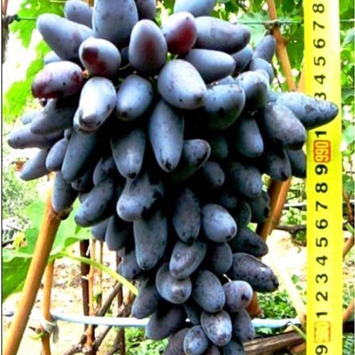 ������ ������ �������� ������   ����