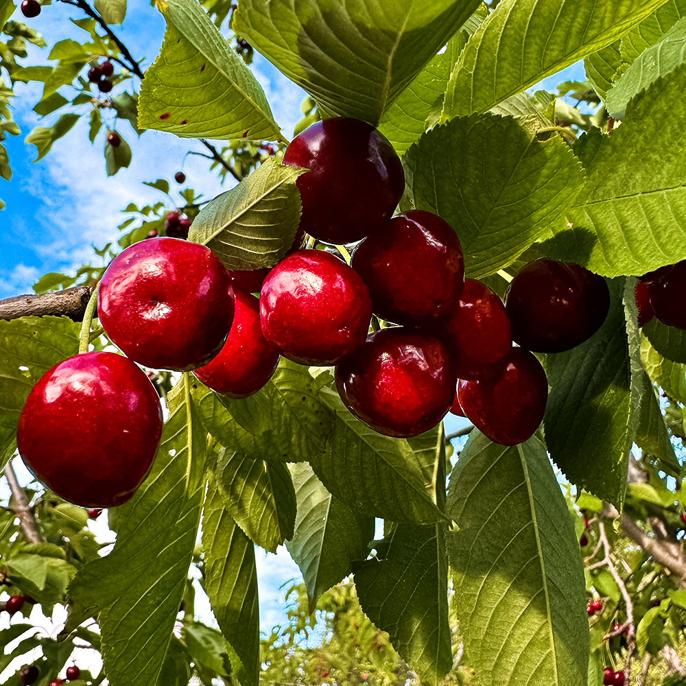 ������ ������ ������� ������������ ������������� �����   ����