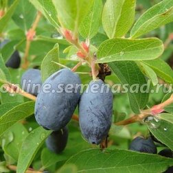 ������ ������ ������� ��������� ��������� �����   ����