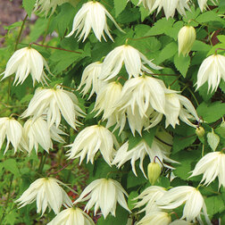 ������ ������ �������� ������������ (������) ����� ����   ����