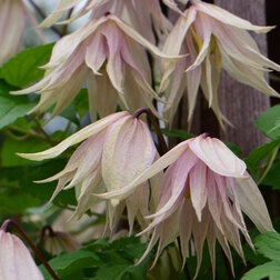 ������ ������ �������� ������������ (������) ���� ����   ����