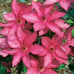 ������ ������ �������� ��������������� �������   ����