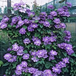 ������ ������ �������� ��������������� ��� ���������   ����