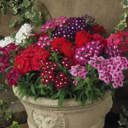 ������ ������ ������� ����� ���� (1��-100��) ���������������� ������   ����