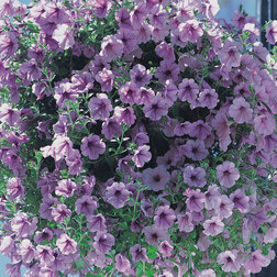 ������ ������ ������� ��������� ����� ����� ��� (1��-100�����) ���������������� ������   ����