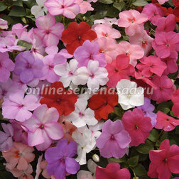 ������ ������ ��������� ������ ���� (1��-100��) ���������������� ������   ����