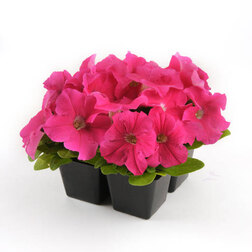 ������ ������ ������� ����������� �� ����� ��� ���� (1��-100�����) ���������������� ������   ����