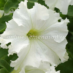 ������ ������ ������� ����������� ���� (1��-100�����) ���������������� ������   ����