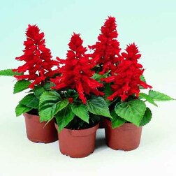 ������ ������ ������� ����� ����� ��� (1��-100��) ���������������� ������   ����