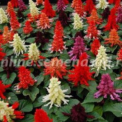 ������ ������ ������� ����� ���� (1��-100��) ���������������� ������   ����