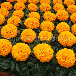 ������ ������ �������� ������������ ������� ����� (1��-100��) ���������������� ������   ����