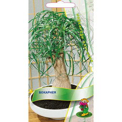 ������ ������ ��������, 5 ��/��   ����