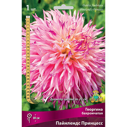 ������ ������ �������� ����������� ��������� ��������   ����