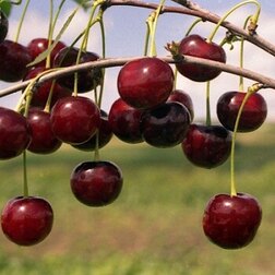 ������ ������ ����� ��������� ���������   ����