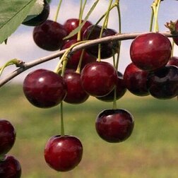 ������ ������ ����� �������   ����