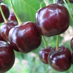 ������ ������ ����� (���) ����-�����   ����