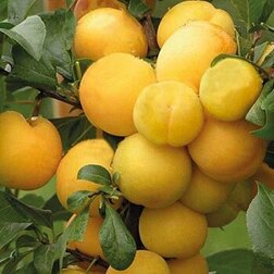 ������ ������ ����� ������� (�����) ����   ����