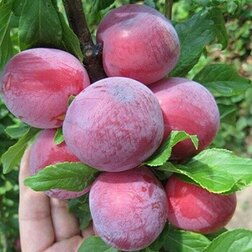 ������ ������ ����� ������� (�����) ��������   ����