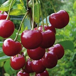 ������ ������ ������� ��������   ����