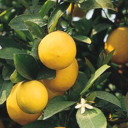 ������ ������ ������� ������ ������   ����