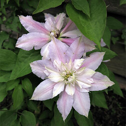 ������ ������ �������� ��������������� ���� ���������   ����