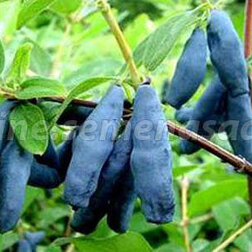 ������ ������ ������� ��������� ��������� �������   ����