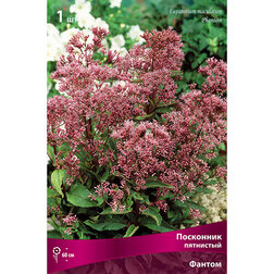 ������ ������ ��������� ��������� ������   ����