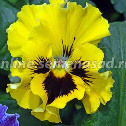 ������ ������ ����� ����� ���� ����� (1��-100��) ���������������� ������   ����