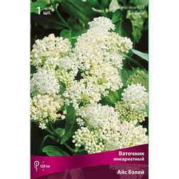 ������ ������ �������� ����������� ��� �����   ����