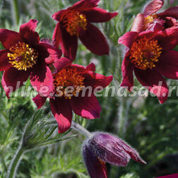 ������ ������ �������� ������������ ���   ����