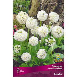 ������ ������ ������� ������������� �����   ����