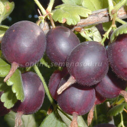 ������ ������ ����� �������� ��������� (���������)   ����