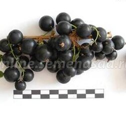 ������ ������ ������� ��������� ��������� (������)   ����