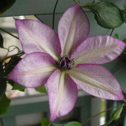 ������ ������ �������� ��������������� ������   ����