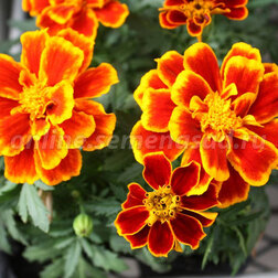 ������ ������ �������� ����������� ������� ����� (1��-1000 ��) ���������������� ������   ����