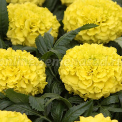 ������ ������ �������� ������������ ������� ����� (1��-100��) ���������������� ������   ����