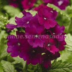 ������ ������ ������� ����� ����� (1��-100��) ���������������� ������   ����