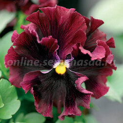 ������ ������ ����� ����� ���� �������� (1��-100��) ���������������� ������   ����