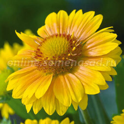 ������ ������ ��������� ����������� ������� ������� (1��-1000��)   ����