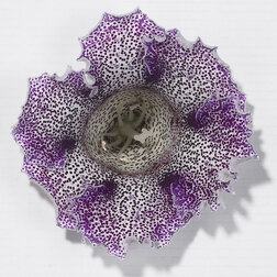 ������ ������ ��������� ������� ����� ������ (1��-100�����) ���������������� ������   ����