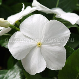 ������ ������ ���������� ��������� ������������� ���� (1��-100 ��) ���������������� ������   ����