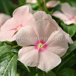 ������ ������ ���������� ��������� ������������� ��� (1��-100 ��) ���������������� ������   ����